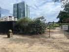 Tree Massacre at Downtown Park