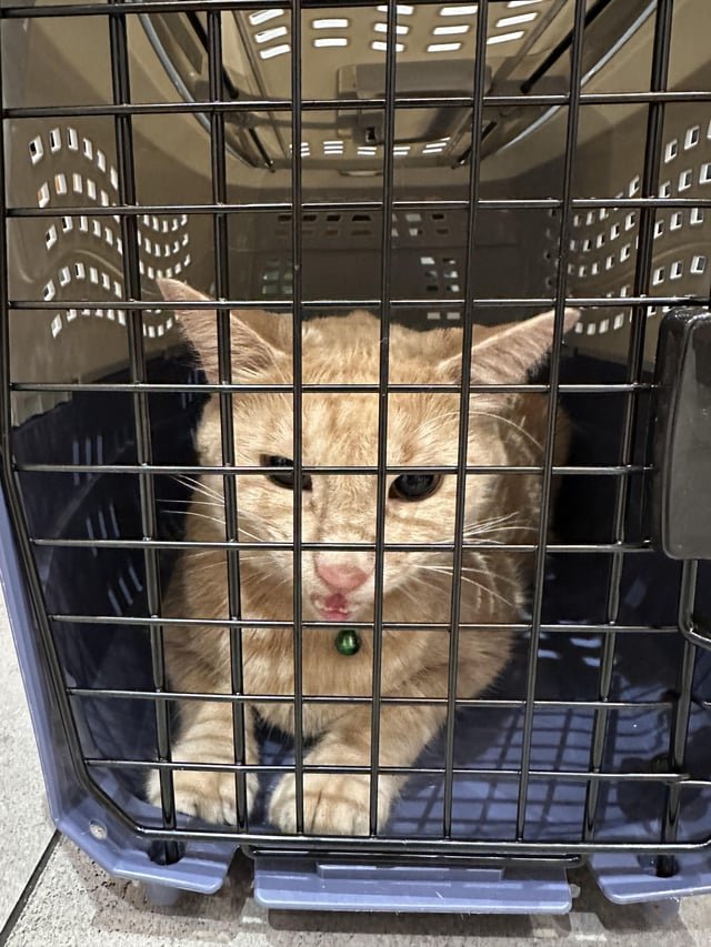 Cat found please help us find the owner!!