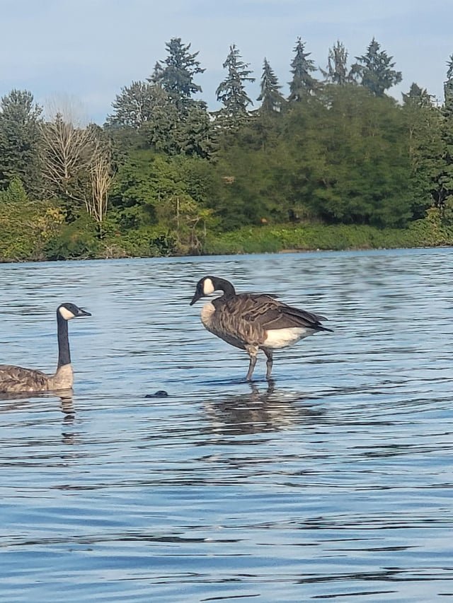Goose Jesus preaching to a disciple in lake Wa today