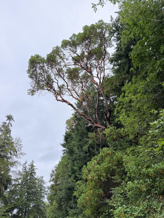 Cool tree