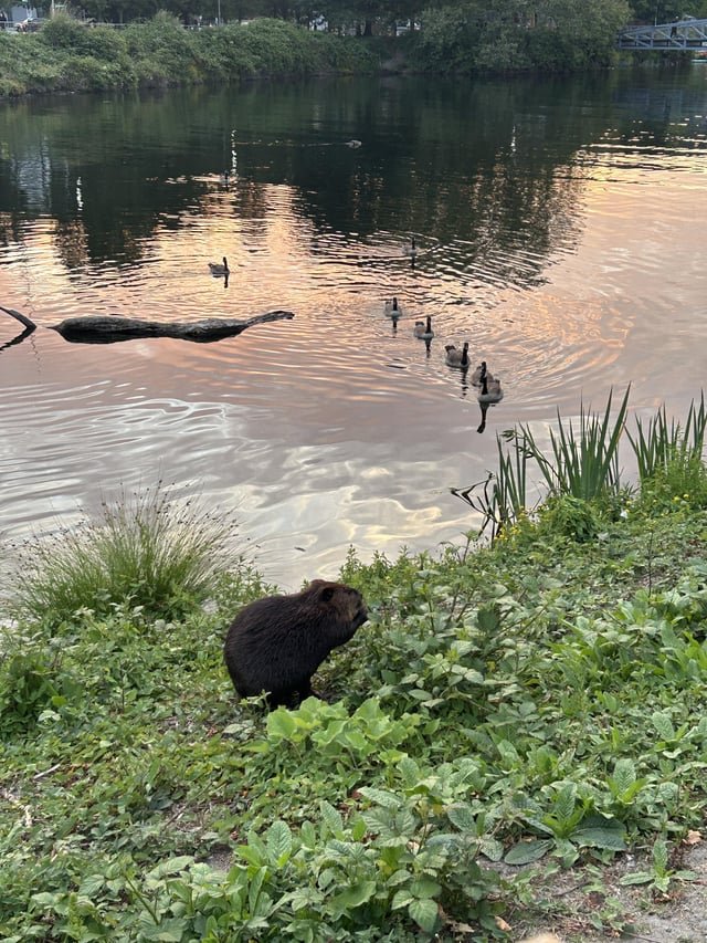 Beaver in South Lake Union
