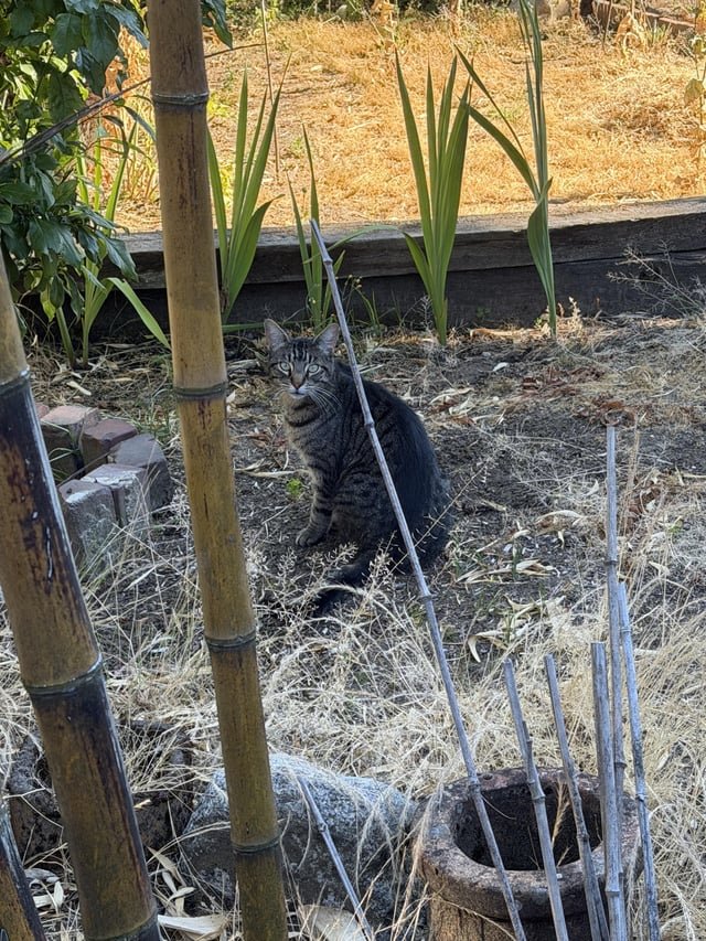 Found Cat in Leschi / Madrona Area