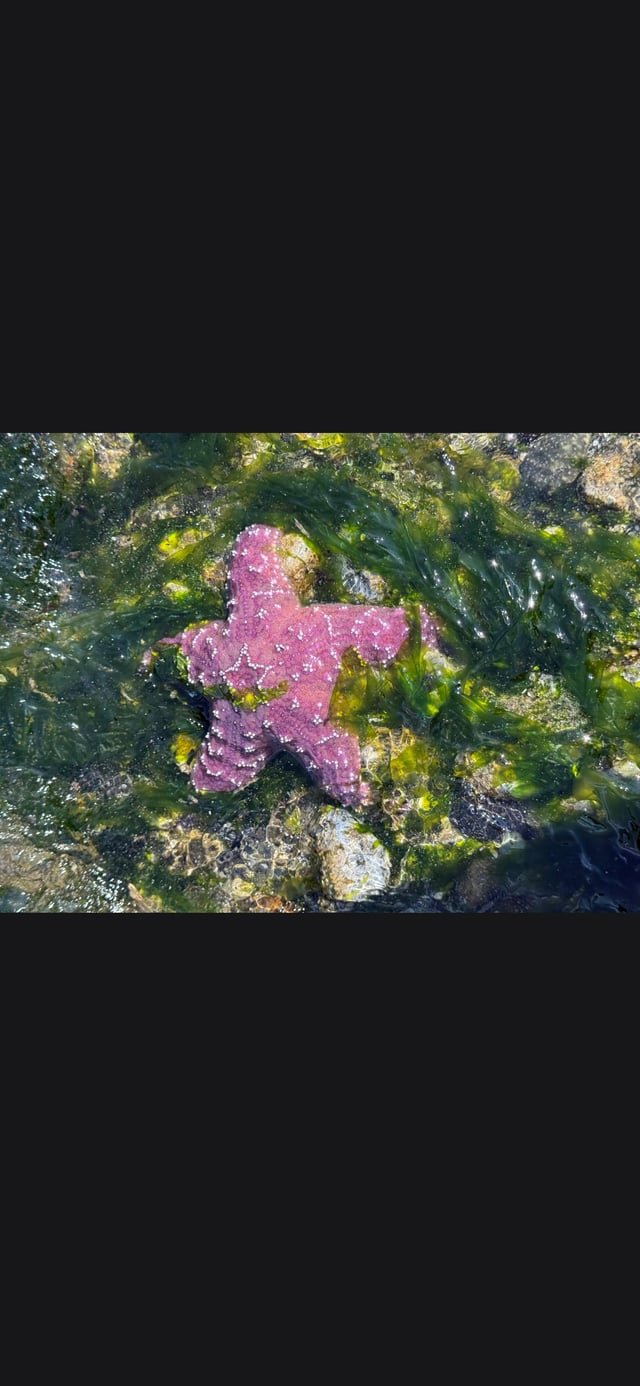 Patrick Star Live