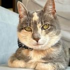 Lost Cat – East Phinney Ridge/Greenlake