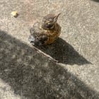 Baby bird Lake City area