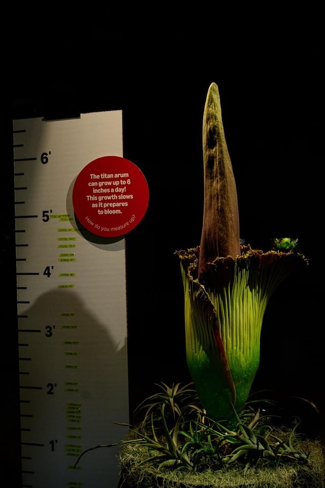 Corpse Plant Blooming