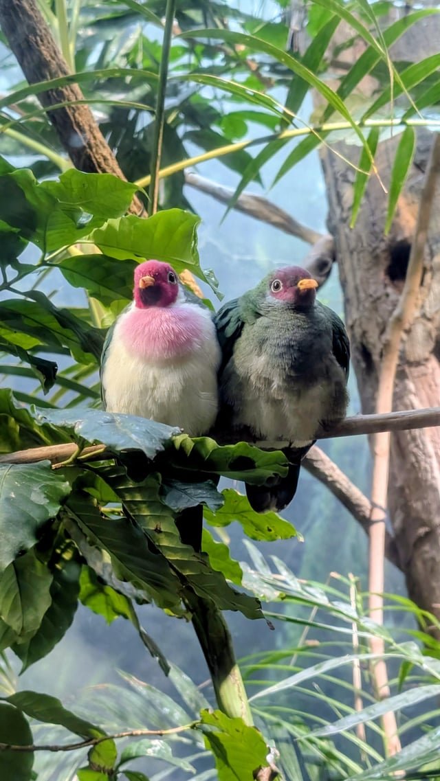 Zoo cuties.