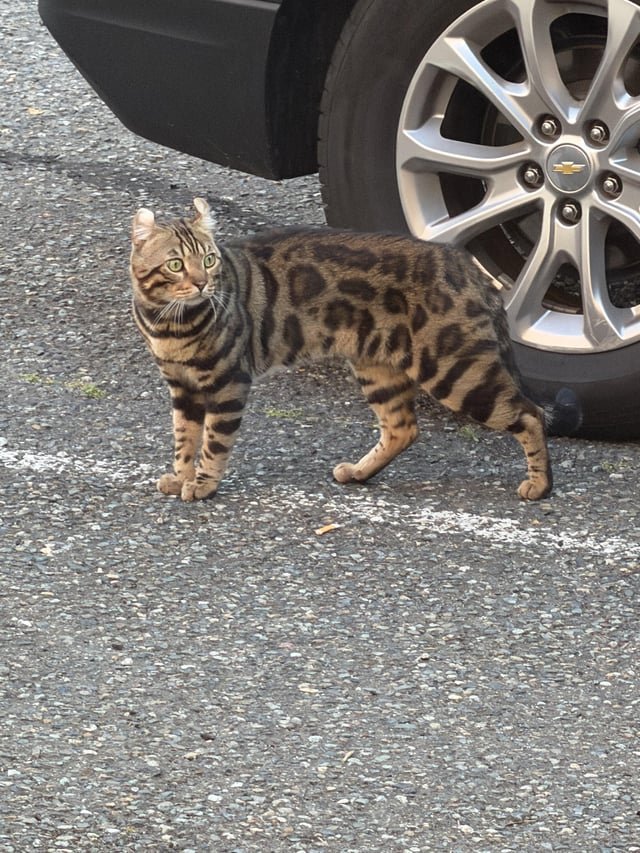 Cat spotted near Seattle Center