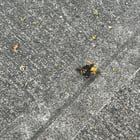 Mass bumble bee deaths in Ballard