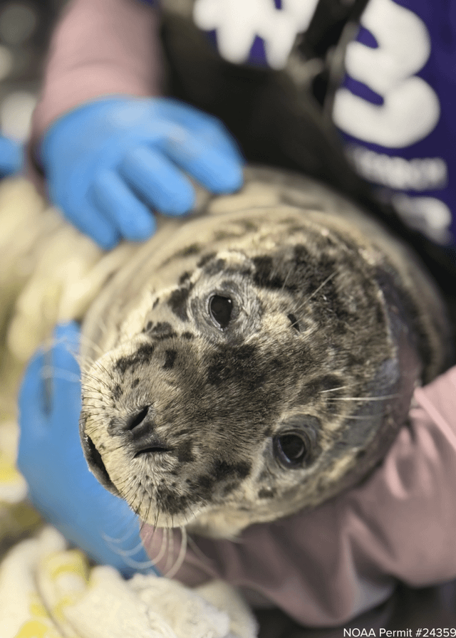 Third seal shot in the head