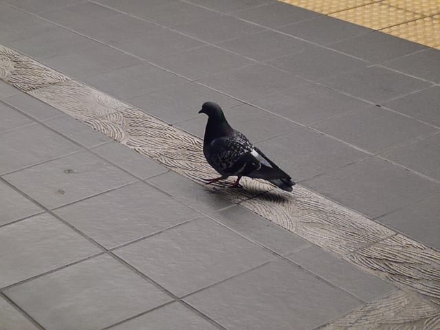 How the Beacon Hill Station pigeon do?