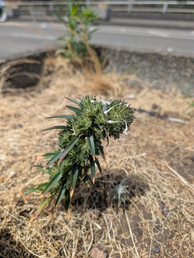 Weed growing in a planter downtown