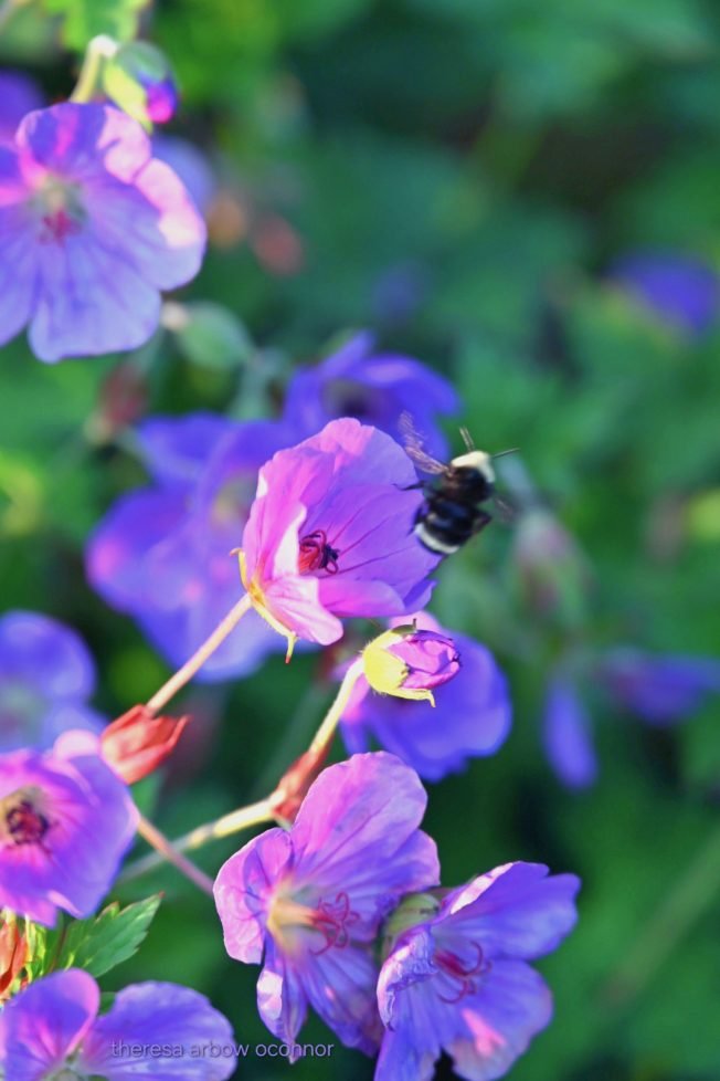 How to avoid burnout; upcycling; listening; reading; more for your West Seattle Wednesday