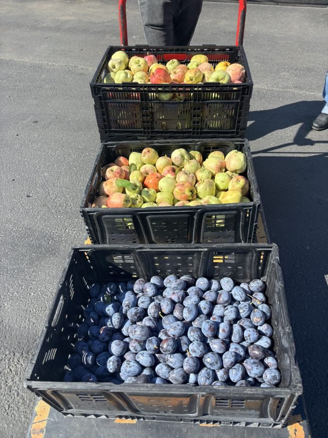 Got fruit on one or more trees/vines? Get help so it doesn’t go to waste!