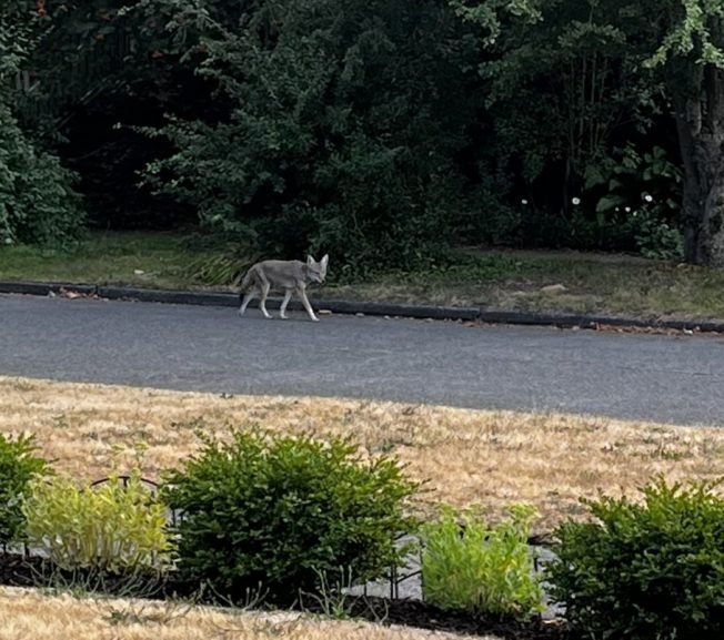 WEST SEATTLE COYOTES: North and south sightings
