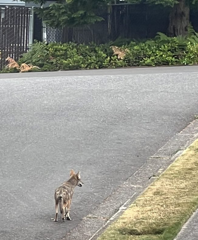 WEST SEATTLE COYOTES: Two sightings within one hour