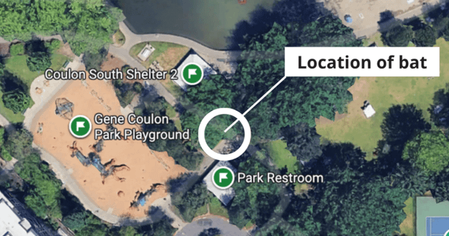 Rabid bat found near playground at Renton’s Gene Coulon Park