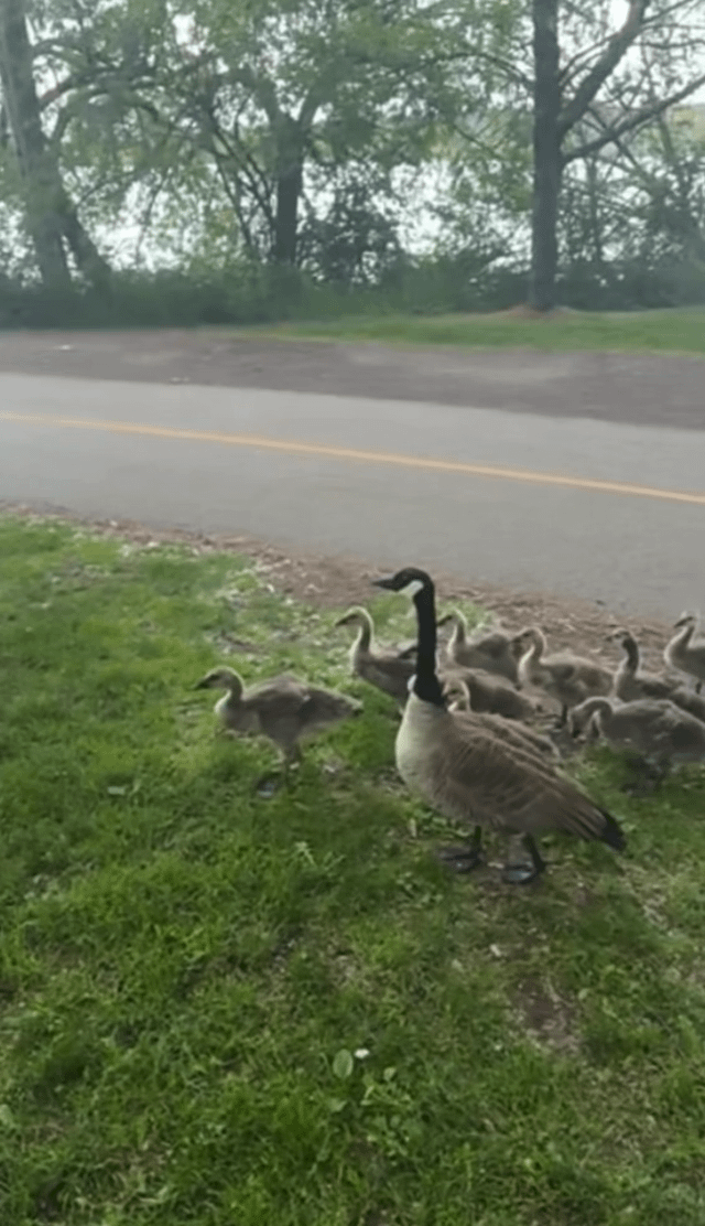 Canada goose attacks dog at Greenlake park