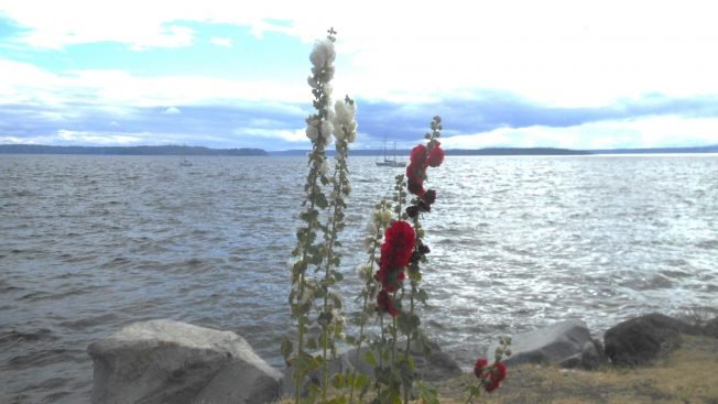 WEST SEATTLE SUNDAY: 27 options!
