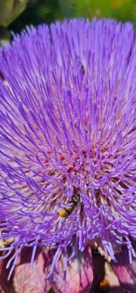 Musicmaking, dancing, swimming, paddling, more for your West Seattle Tuesday!