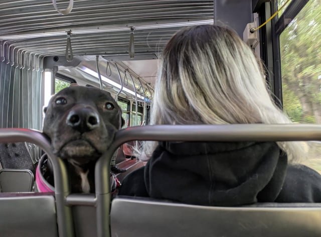 When you see someone on the E-Line bus so cute you go “awwwww”.