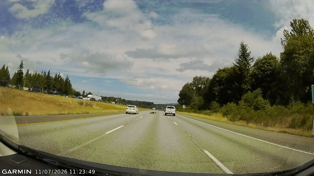 German Shepherd loose on i5 north bound near Arlington