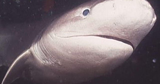 Shark-wrestling suspect charged with harassing species in Puget Sound