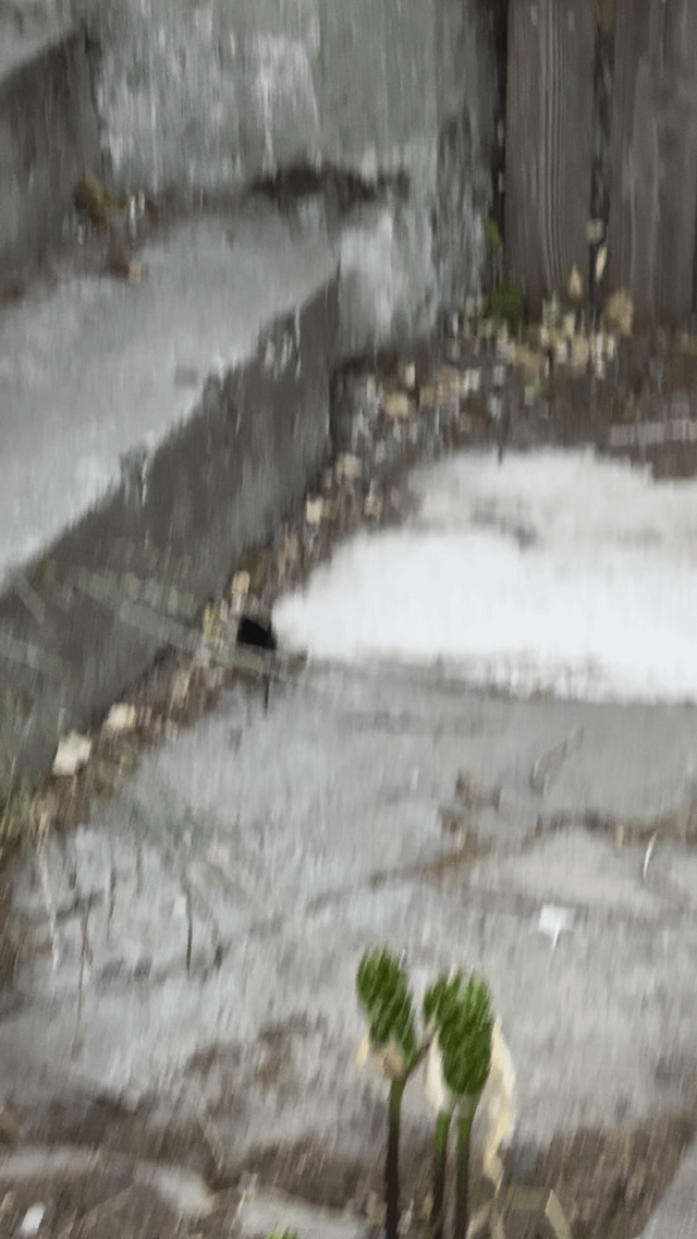 I see a lot of rats but don’t see a lot of mice around here