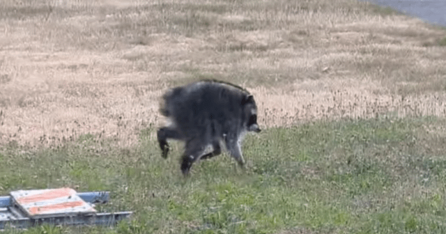 ‘Hot Jimothy summer.’ Why a quirky raccoon is taking Seattle and the internet by storm