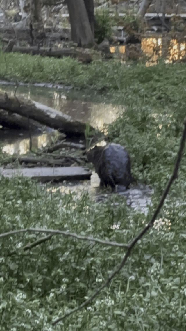 Fat Beaver Sighting