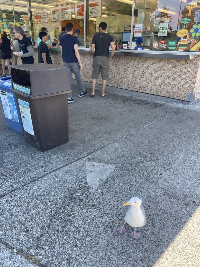 I had lunch with a seagull