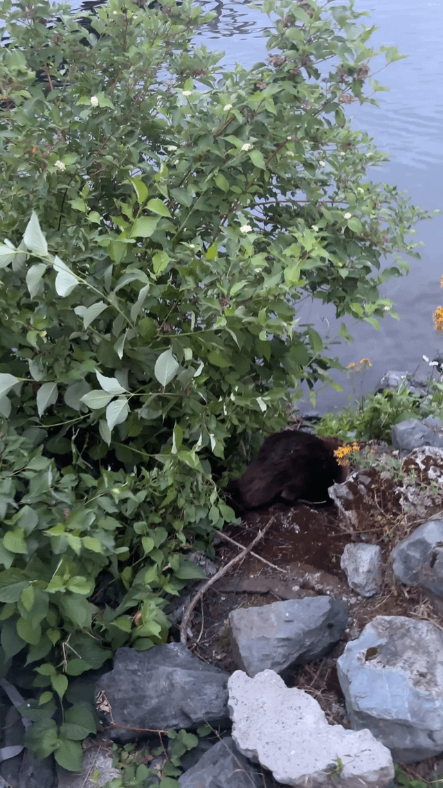 Hot rat summer except it’s hot beaver summer