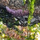 Tide pooling! 🦀🪸