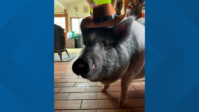 Vashon family searches for beloved pig who was stolen