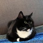 Cat escaped in Meadowbrook/Lake City area