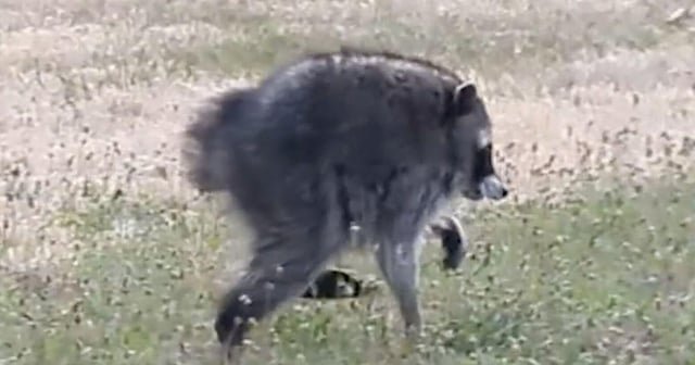 Proclamation planned for Jimothy, the famous Seattle raccoon