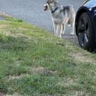 Missing a dog?
