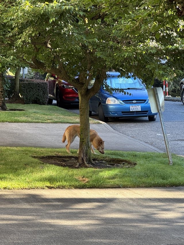 Did you lose your doggie near the Burke Gilman??