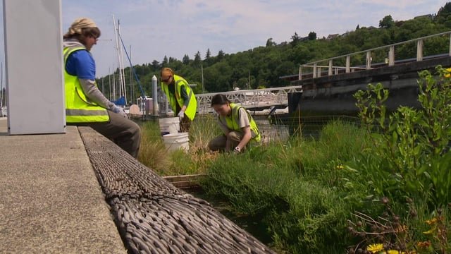 First floating wetland in Seattle aims to turn the tide for salmon
