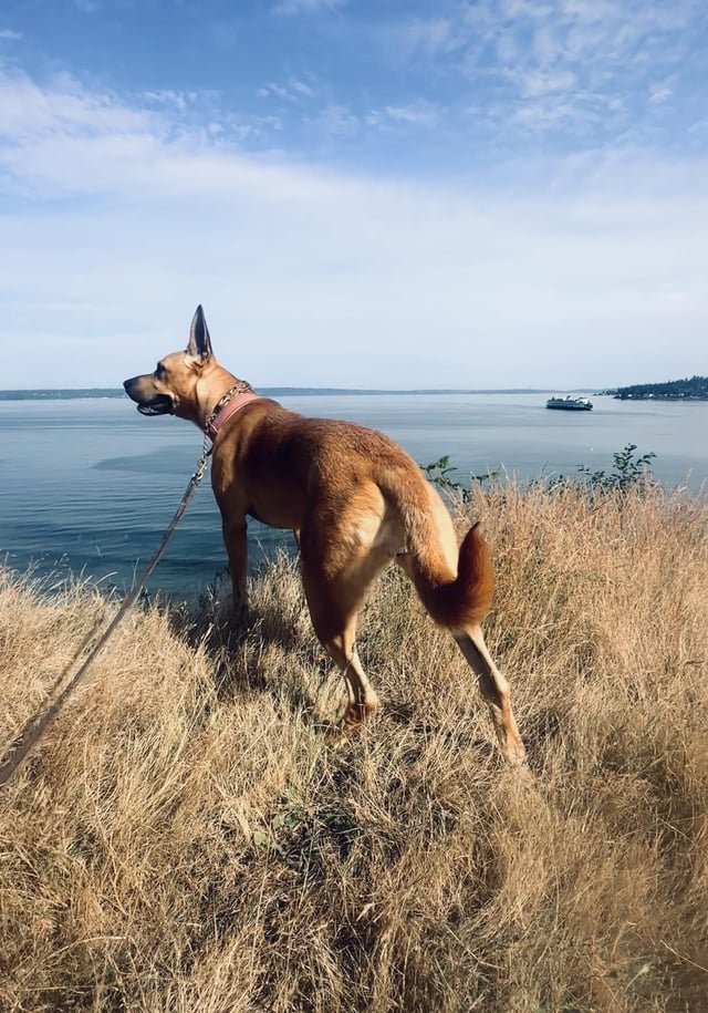 Waiting for the ferry home⛴️ 🐕