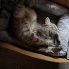 Escaped cat in Beacon Hill