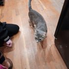 Found: cat