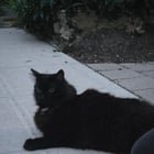 Potential lost cat