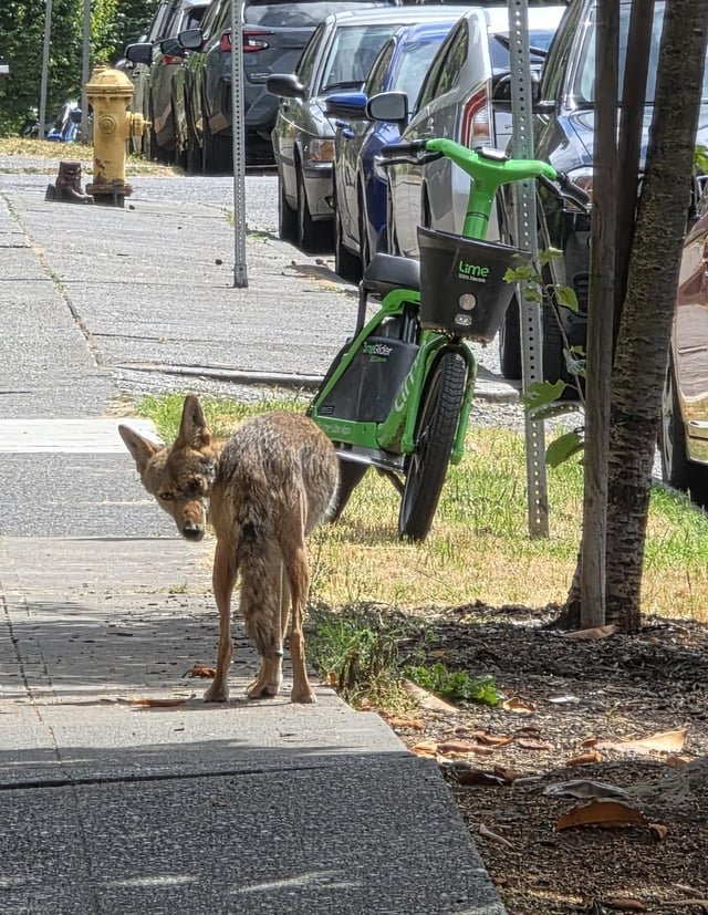 Coyotes in Eastlake