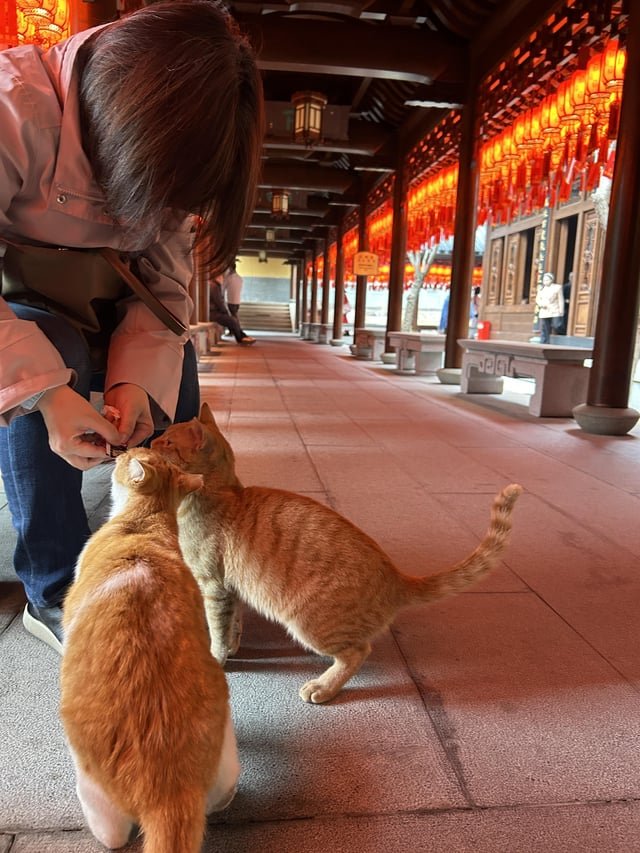 local places to see kitties?
