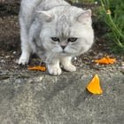 Lost Cat (Mai) – Othello/Brighton