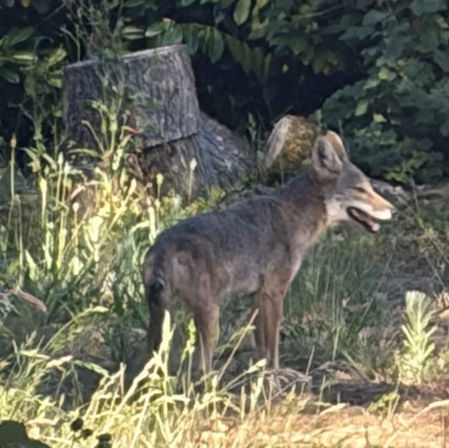 WEST SEATTLE COYOTES: Seaview, Puget Ridge sightings