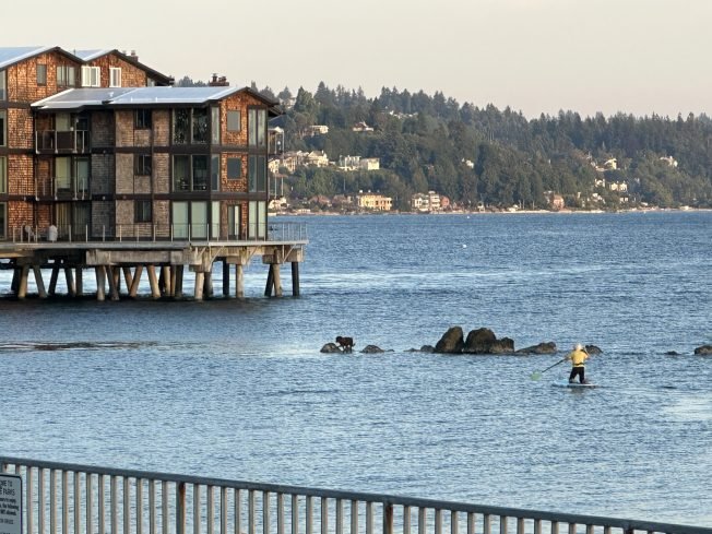 WEST SEATTLE SCENE: Stranded dog’s rocky rescue