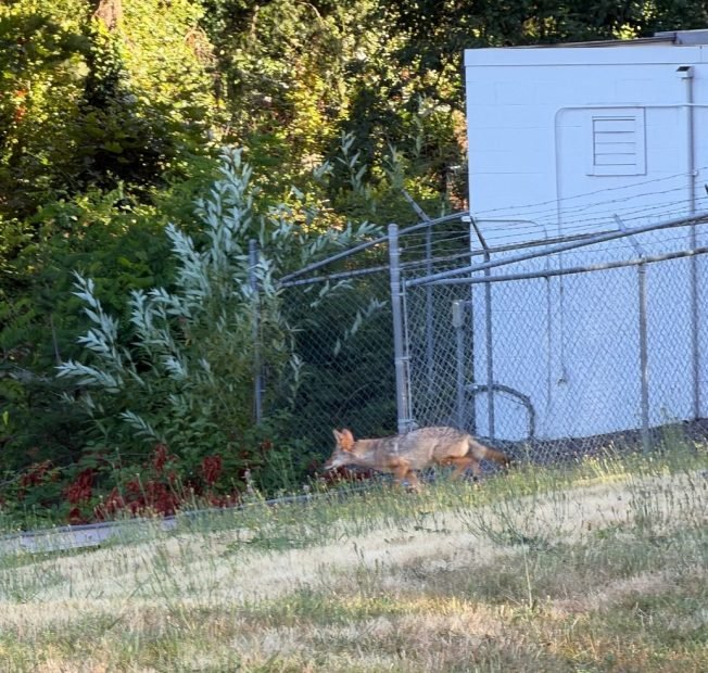 WEST SEATTLE COYOTES: More daytime sightings