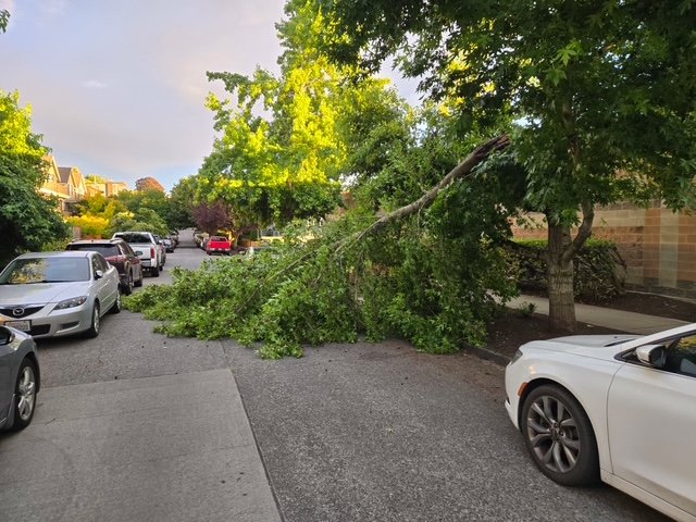 READER REPORT: Tree down in Morgan Junction